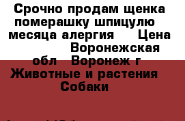 Срочно продам щенка померашку шпицулю 4 месяца(алергия). › Цена ­ 10 000 - Воронежская обл., Воронеж г. Животные и растения » Собаки   
